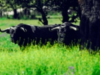 El Toro de casa a la Plaza