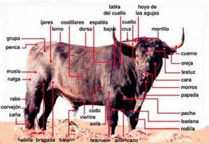 anatomy bulls