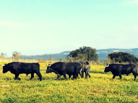 Visit to a historic fighting bull ranch: Victorino Martín