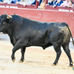 El Toro de Lidia