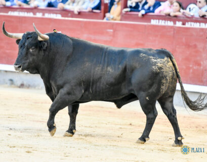 El Toro de Lidia