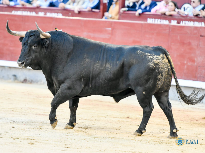 El Toro de Lidia