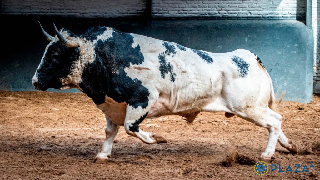 Los Patas Blancas de Monteviejo para Plaza de Toros de las Ventas