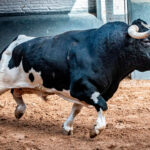 Patas blancas de Vega Villar