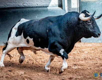 Patas blancas de Vega Villar