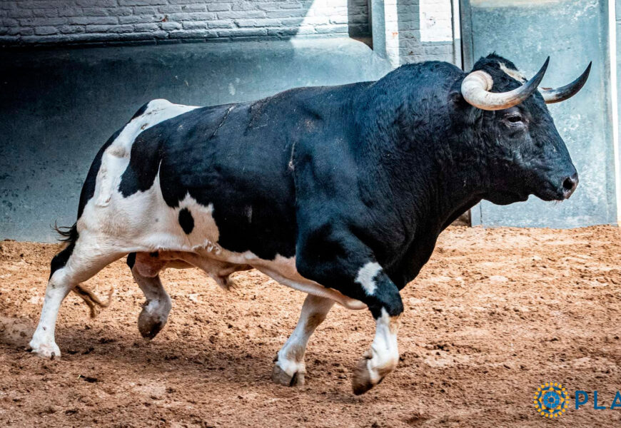Patas blancas de Vega Villar
