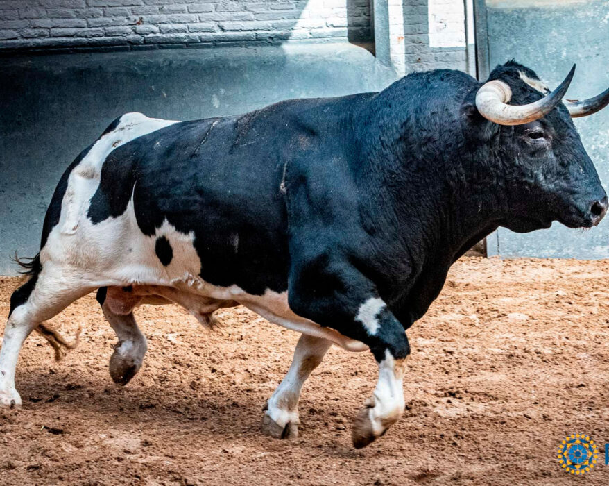 Patas blancas de Vega Villar